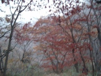 내장산 등산 /사슴목장, 서래봉, 불출봉, 망해봉, 연지봉, 까치봉 내장사 코스 2 / 춤쟁이 - 춤쟁이 사찰탐방 - 댄스매니아들 내장산 등산 /사슴목장... 