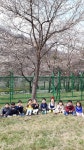 소양댐벚꽃놀이다녀왔어요 - 알콩달콩 홀츠하임어린이집 - 홀츠하임 어린이집 소양댐벚꽃놀이다녀왔어요