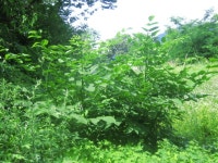 독활의 효능 - 산약초 효능 - 산바람 야생화 향기 독활의 효능