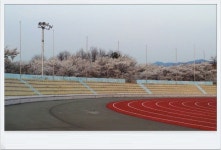 청도의 벚꽃_2 (청도야외공연장, 공설운동장입구)/ [2014. 04. 04, 퇴근하며 집에 오던 길에...] - ♧ 카페 앨범 - 합천인덕사 청도의 벚꽃_2... 