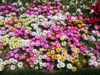 마음이 밝아져요.. - 농장 풍경 - 전일농장단풍사과 마음이 밝아져요..