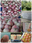 강릉시 주문진 장덕리 맛있는 복숭아~ - 가게홍보하기 - 강릉 맛집멋집 강릉시 주문진 장덕리 맛있는 복숭아~