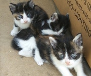 고양이를 무료 분양합니다 (시흥시) - 카페 앨범 - 새끼 고양이 무료분양 고양이를 무료 분양합니다 (시흥시)