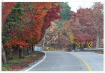 가을 애증 .. - 카페 다운 자료 - 솔라그라시아 가을 애증 ..