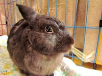 [토끼] 꼴망태 라이그라스 - 동물,기타 갤러리