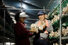 고흥비파표고버섯 출시 - 고흥비파농원 이모저모 - 고흥비파농원 고흥비파표고버섯 출시