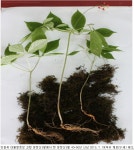 안동옥 대통령 세상이 하도 시끄러운 때에 안동옥 대통령이 하루빨리 나왔으면 좋겠구먼유... 가장 환상적 황금마차농원 회장 댓글 인용 안동옥... 