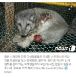 한 해 8400만 마리 밍크들, 산 채로 온몸이 찢긴다 - 인스티즈(instiz) 이슈 카테고리 한 해 8400만 마리 밍크들, 산 채로 온몸이 찢긴다