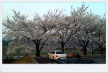 청도의 벚꽃_2 (청도야외공연장, 공설운동장입구)/ [2014. 04. 04, 퇴근하며 집에 오던 길에...] - ♧ 카페 앨범 - 합천인덕사 청도의 벚꽃_2... 