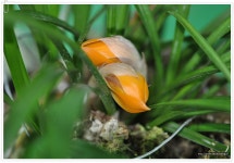 봄이 오시네.. - 카페 다운 자료 - 솔라그라시아 봄이 오시네..