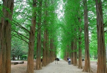 신록이 우거지는 남이섬 - 여행정보 - 성민의 요람 신록이 우거지는 남이섬 
