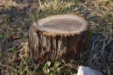 그루터기 - 취미사진 모음 - 황금나팔 그루터기