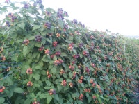 완전히 익은 복분자 .. - 농장 풍경 - 전일농장단풍사과 완전히 익은 복분자 ..