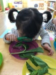 4월 밥상머리교육- 취나물 - 알콩달콩 홀츠하임어린이집 - 홀츠하임 어린이집 4월 밥상머리교육- 취나물