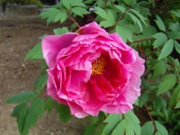 ♣부산 두구동 수림농원2 ♣ - 열린 방 - 부산 성동초등 동문카페 ♣부산 두구동 수림농원2 ♣