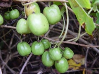 다래-머루-오미자 구분 - 산야초 구분 - 산바람 야생화 향기 다래-머루-오미자 구분