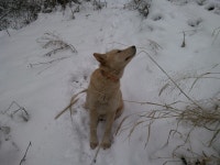 죽다 살아난 놈 ㅎㅎ~~~ - 한컷사진 - 숲속산양목장 죽다 살아난 놈 ㅎㅎ~~~