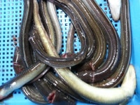 단백질, 칼슘듬뿍, 정력에 좋은 바다장어 싸게드세요 - 자유게시판(1) - ♡ 황혼의 낙원 ♡ 단백질, 칼슘듬뿍, 정력에 좋은 바다장어 싸게드세요