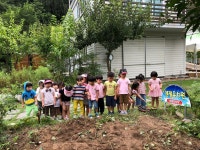 고구마 프로젝트 - 고구마 수확하기 - 소망B반 - 진주엔젤유치원　 고구마 프로젝트 - 고구마 수확하기