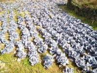 제주 올레 13코스 용수저수지에서 / 춤쟁이 - 춤쟁이 제주 올레길 - 댄스매니아들 제주 올레 13코스 용수저수지에서 / 춤쟁이