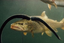 도둑골 농장 | 칠성장어 - Daum 카페 칠성장어