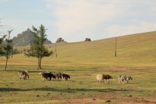 몽골 트레킹을 다녀왔습니다.^^ - 자유게시판 - 창원시마산용마산악회 몽골 트레킹을 다녀왔습니다.^^