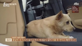 ＊여성시대＊ 차분한 20대들의 알흠다운 공간 | [효리네민박2] 구아나 모카 순심이 산책시키는 효리윤아 - Daum 카페 [효리네민박2] 구아나 모카... 
