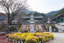 산사의 국화향기(불암산) - 자유갤러리 - 한국카메라박물관 산사의 국화향기(불암산)