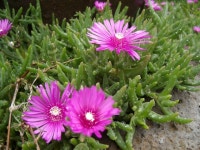 제주올레 12코스 (무릉2리 제주자연생태문화체험골-용수포구 -절부암) / 춤쟁이 - 춤쟁이 제주 올레길 - 댄스매니아들 제주올레 12코스 (무릉2리... 