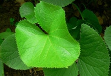 곰취-곤달비-동의나물 구분 - 산야초 구분 - 산바람 야생화 향기 곰취-곤달비-동의나물 구분