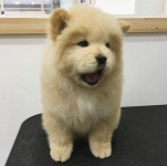 짱귀터지는 나인뮤지스 경리 반려견 시로(심장녹음주의) - 인스티즈(instiz) 이슈 카테고리 짱귀터지는 나인뮤지스 경리 반려견 시로... 