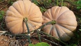 참샘골 맷돌호박이 입추가 지나면서 익어가고 있어요. - 참샘골 호박이야기 - 참샘골호박농원 (호박손,호박손달인물,호박즙,호박죽) 참샘골... 