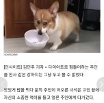 다이어트하느라 쫄쫄 굶은 주인 안쓰러워 사료 나눠준 천사 댕댕이 - 악플달면 쩌리쩌려버려 - ＊여성시대＊ 차분한 20대들의 알흠다운 공간... 