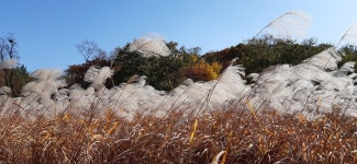 만추 - ┃ 회원사진방.......☆┃ - 한광중고등학교총동문회 만추