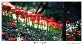 또록이 | [성남] 신구대학식물원 꽃무릇축제 - Daum 카페 [성남] 신구대학식물원 꽃무릇축제