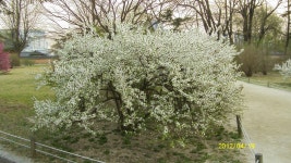 경복궁 2 - 내가찍은 추억사진 - 하동정씨 진사공파 경복궁 2