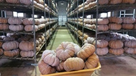 참샘골 맷돌호박 겨울나기 ~ - 참샘골 호박이야기 - 참샘골호박농원 (호박손,호박손달인물,호박즙,호박죽) 참샘골 맷돌호박 겨울나기 ~