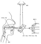 발성법-음성생성(그림) - 발성/성악/딕션/강의... - 수원대학교 일반대학원 합창지휘전공 발성법-음성생성(그림)
