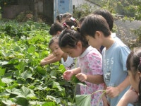 지역별 김치의 유래(고구마줄기 김치) 소개 - △▶…┏한결농장 공개┓ - 한결어린이집 지역별 김치의 유래(고구마줄기 김치) 소개