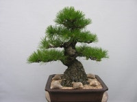 실생곰솔 - 송백분재 - 리아스해안분재 실생곰솔