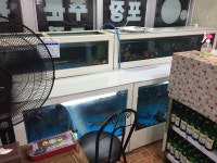 [맛집] 제주 삼바리회센타 - 제주도심에 숨어있는 싱싱한 다금바리와 방어, 돔 전문점 : 클리앙