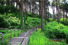 가평 잣향기 푸른숲, 잣숲으로의 힐링 초대 : 기획기사 : 경기도뉴스포털