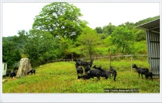 봉학산방 | 잘자란 슈퍼아기염소와 평화로운 흑염소목장. - Daum 카페 잘자란 슈퍼아기염소와  평화로운 흑염소목장.