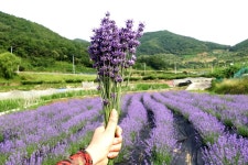 광양 백두산악회 | 광양 사곡 사라실 마을에서 라벤더 향기에 취하다 - Daum 카페 광양 사곡 사라실 마을에서 라벤더 향기에 취하다