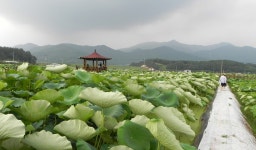 연꽃정경 / 밀양 연꽃단지 . . . 7. 05. (일) - 27.취미 사진 - 파평윤가 영양군파 후손들 모임 연꽃정경 / 밀양 연꽃단지 . . . 7. 05. (일)