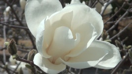 가곡 #엄정행 노래 - #목련화 - 오 내사랑 목련화야 그대 내 사랑 목련화야, 희고 순결한 그대모습 봄에 온 가인과 같고 ~ - ♣좋은 동영상... 