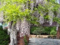 ♣부산 두구동 수림농원2 ♣ - 열린 방 - 부산 성동초등 동문카페 ♣부산 두구동 수림농원2 ♣