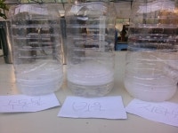 자닮오일의 충예방과 효능 - 2014년 농장이야기 - 분토주말농장 자닮오일의 충예방과 효능