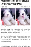 반려견 찾는 주인 속이고 불태워 개고기로 먹은 주민들 - 삭제게시판 - 樂 SOCCER 반려견 찾는 주인 속이고 불태워 개고기로 먹은 주민들