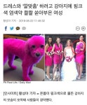 드레스와 깔맞춤 하려고 강아지에 핑크색 염색약 콸콸 쏟아부은 여성 - 악플달면 쩌리쩌려버려 - ＊여성시대＊ 차분한 20대들의 알흠다운 공간... 